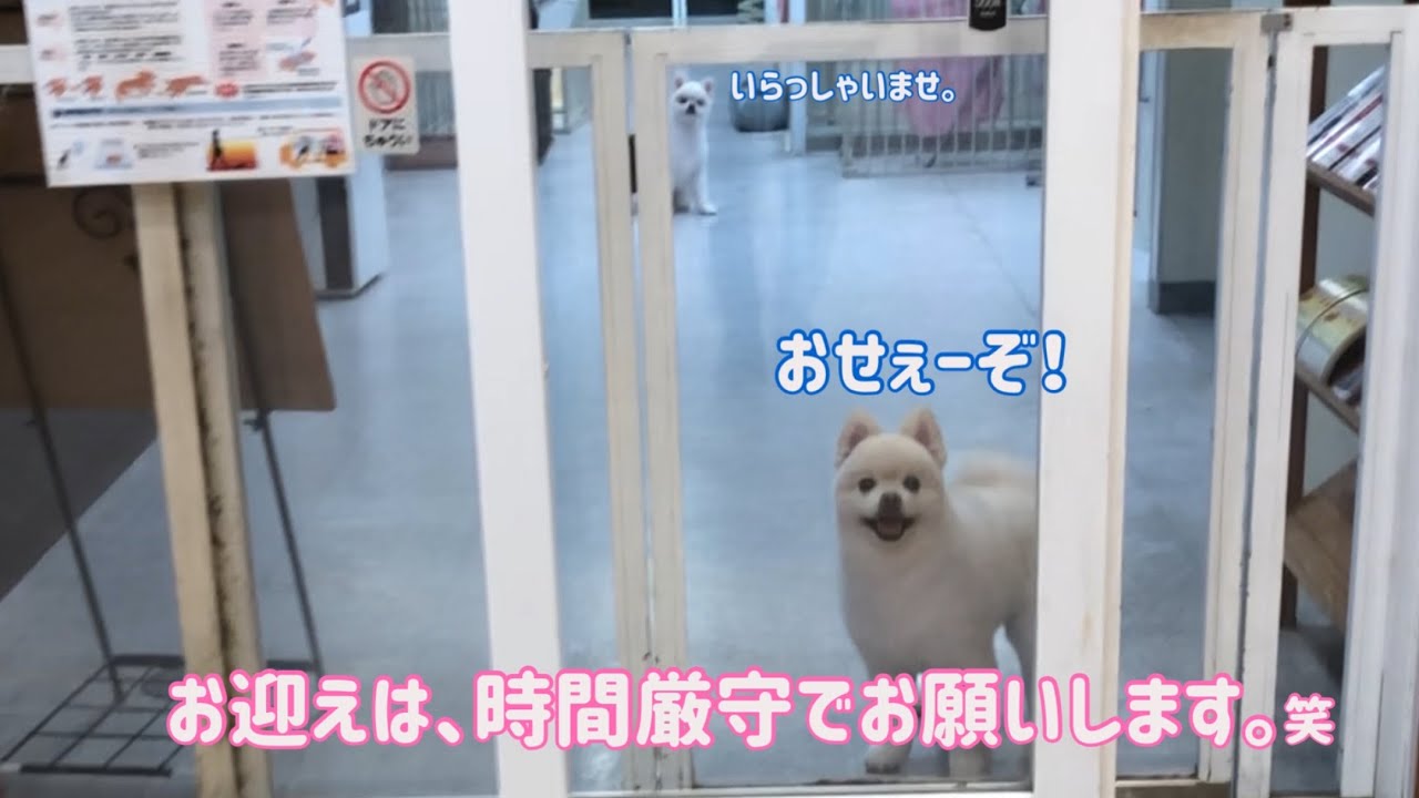 【ポメラニアン】飼い主が来るまで店番を任されて笑顔で対応するポメ兄弟が可愛いかった。