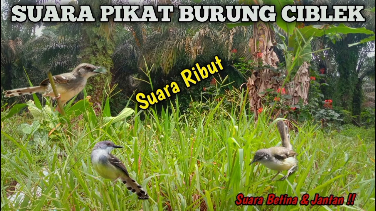 SUARA PIKAT BURUNG CIBLEK SUSAH TURUN || PEMIKAT WAJIB COBA SUARA INI