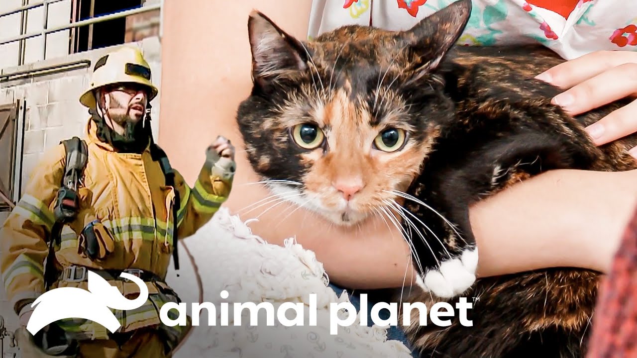 Jackson tenta entender o incêndio a que Mia sobreviveu | Meu Gato Endiabrado | Animal Planet Brasil