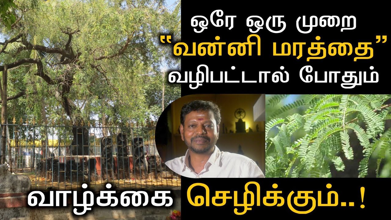 வெள்ளிக்கிழமையில் வன்னி மரத்தை ஒரு முறை இது போல் வழிபட்டால் போதும் உங்கள் வாழ்க்கை செழிக்கும்..#sai