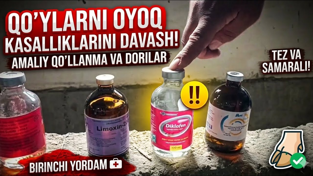 QO‘YLARNI OYOQ KASALLIKLARINI DAVOLASH🐑💉🧪