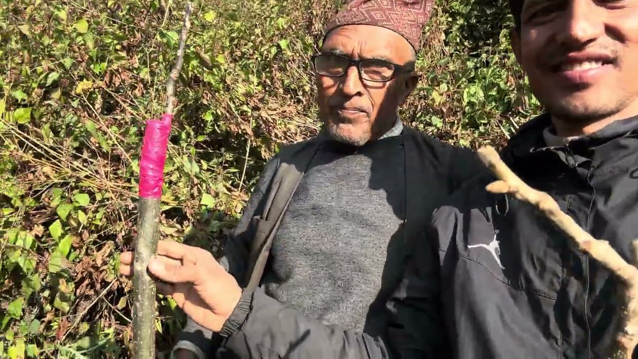 ओखरको कलमी कसरी गर्ने how to grafting walnut