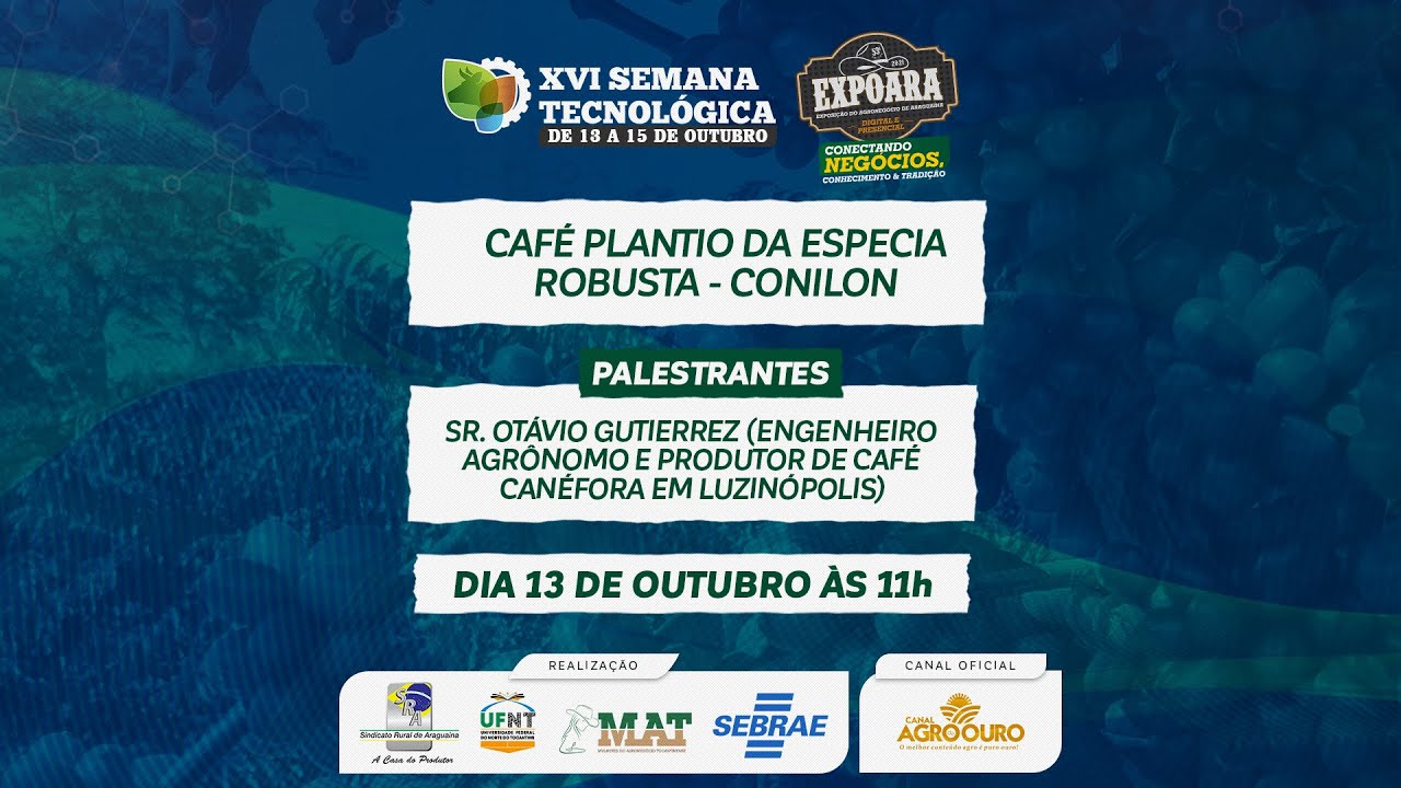 Plantio do Café Conilon no Tocantins