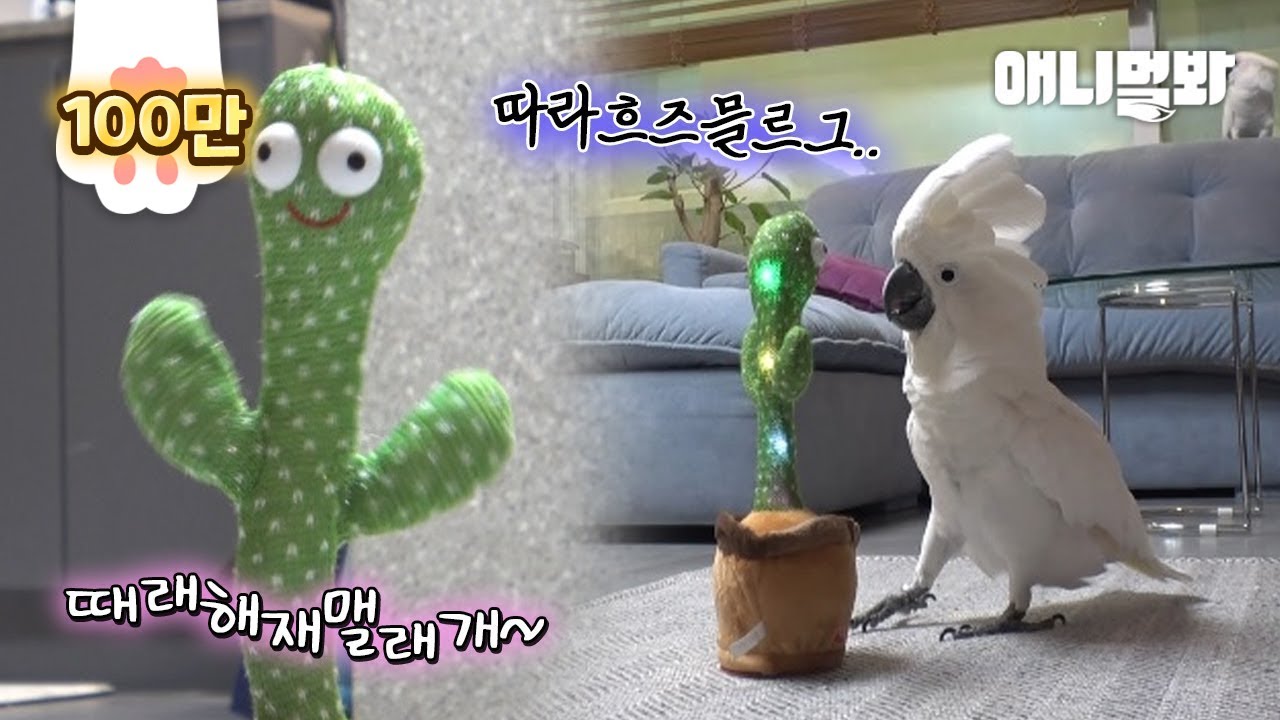 자꾸 킹받게 하는 앵무새한테 거울 치료를 해줬더닠ㅋㅋㅋㅣ Gave a Cockatoo a Stuffed Cockatoo LOL