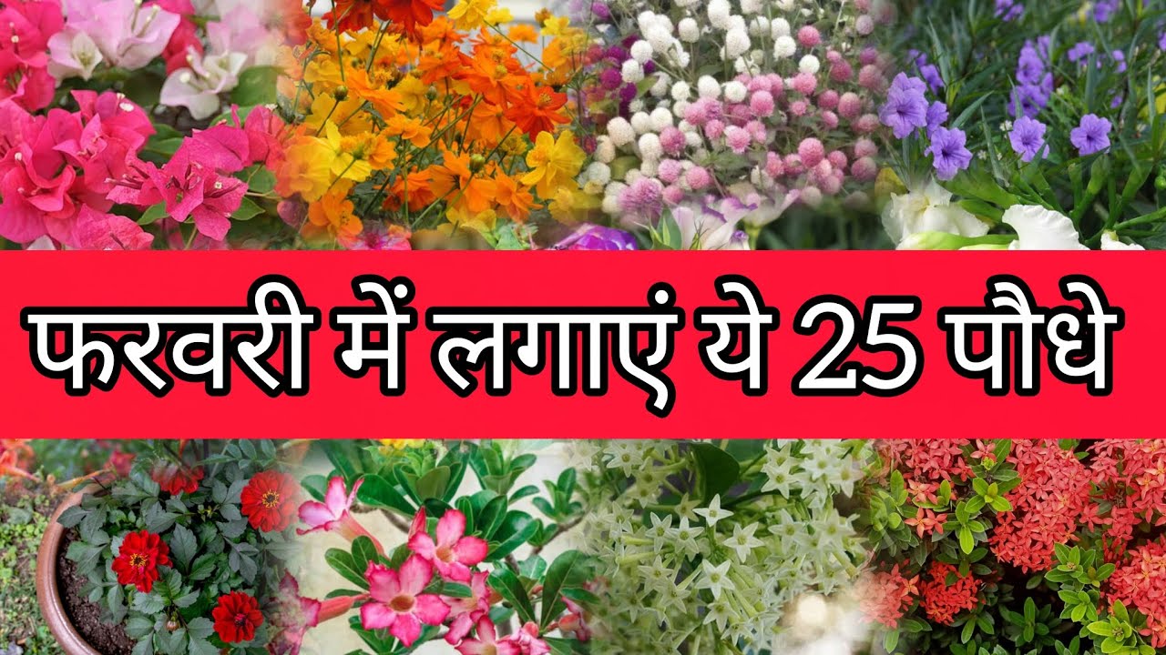फरवरी में लगेंगे ये 25 पौधे || February - October plants || Detailed information#gardening#viral#fyp