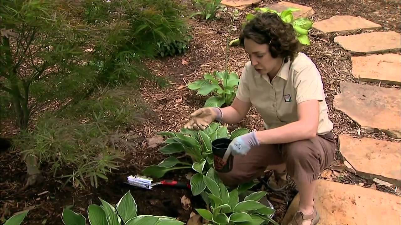 Controlling Slugs and Snails