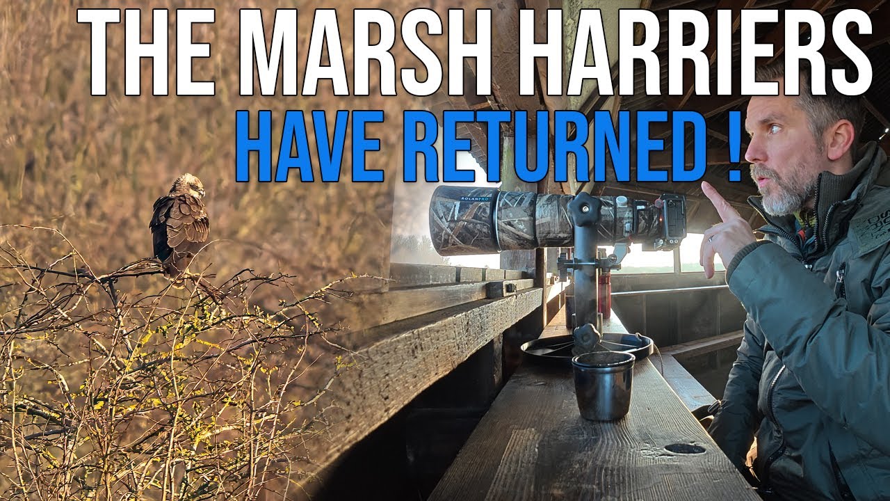 Nature's Comeback: Marsh Harriers Return Home! | UK Bird Photography