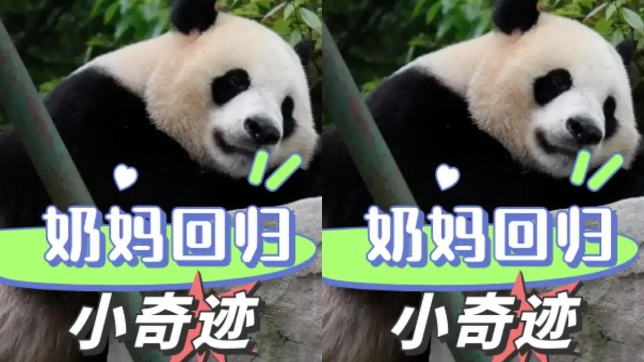 朗奶妈终于回到原岗位照顾小奇迹！没爹妈宠的孩子真的很令人心疼      #小奇迹 #朗奶妈 #王奶爸 #熊猫 #治愈