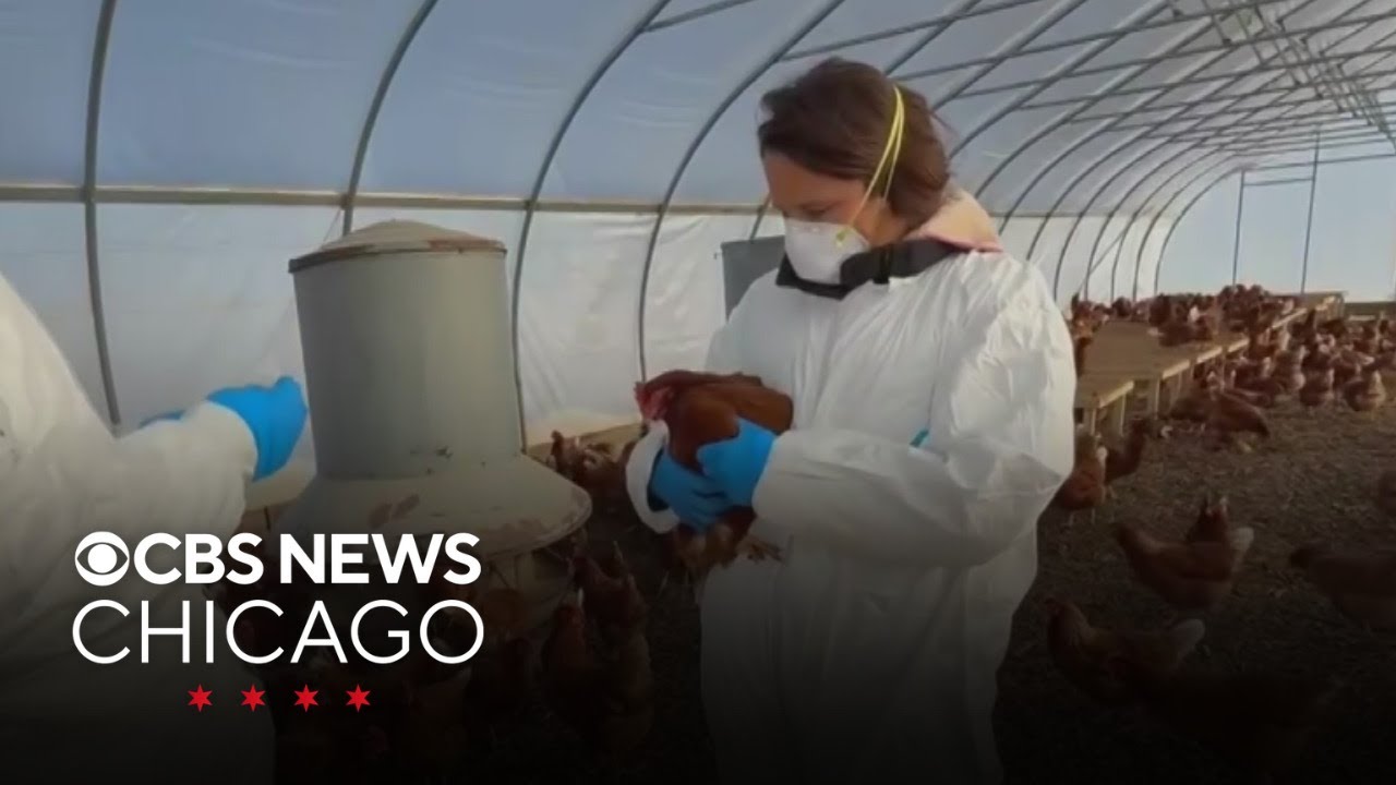 Thousands of chickens dead in bird flu outbreak at Chicago area farm