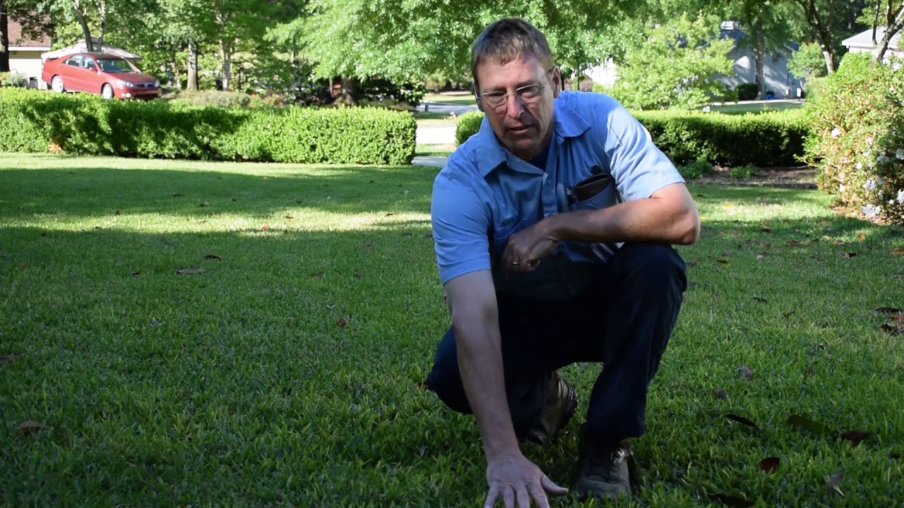 How to Care for St. Augustine Grass