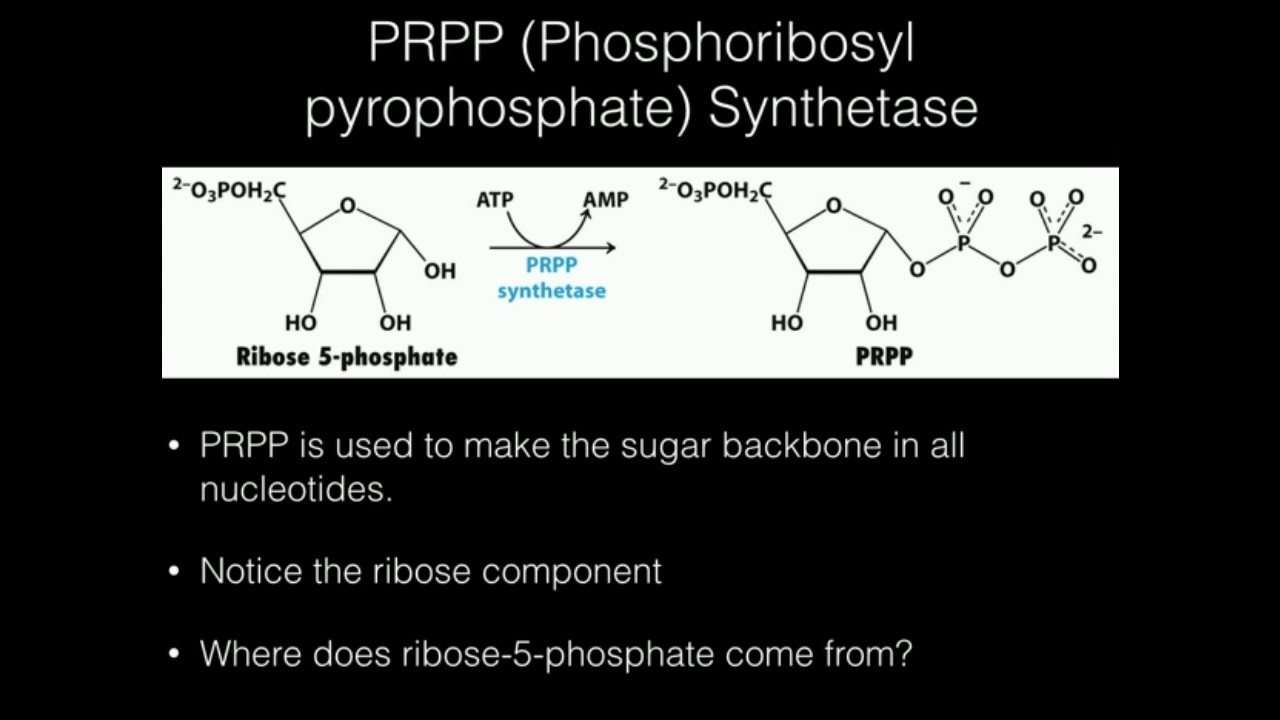PRPP Synthetase Function
