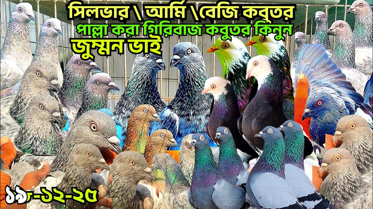 মাথা নষ্ট কবুতর দেখে। সিলভার কবুতর, পাংখি,আর্মি কবুতর, কবুতর। বেজি কবুতর, গিরিবাজ কবুতর, জুম্মন ভাই