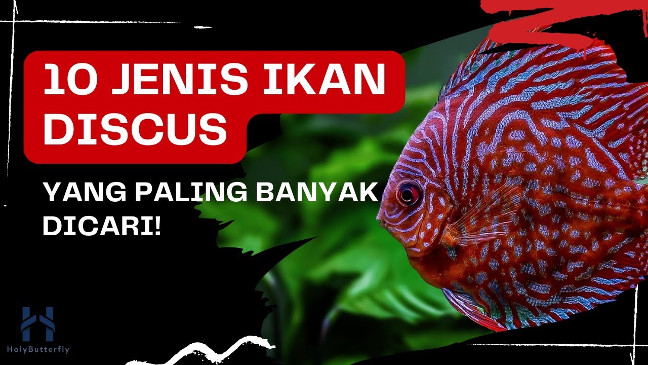 10 Jenis Ikan Discus Paling Populer yang Wajib Kamu Pelihara di Aquarium!