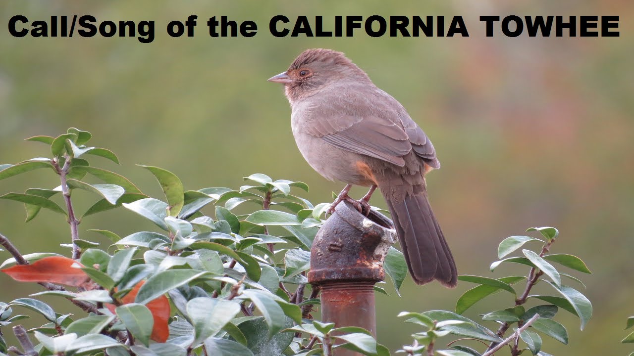 California Towhee Call / Song / Sound / Singing