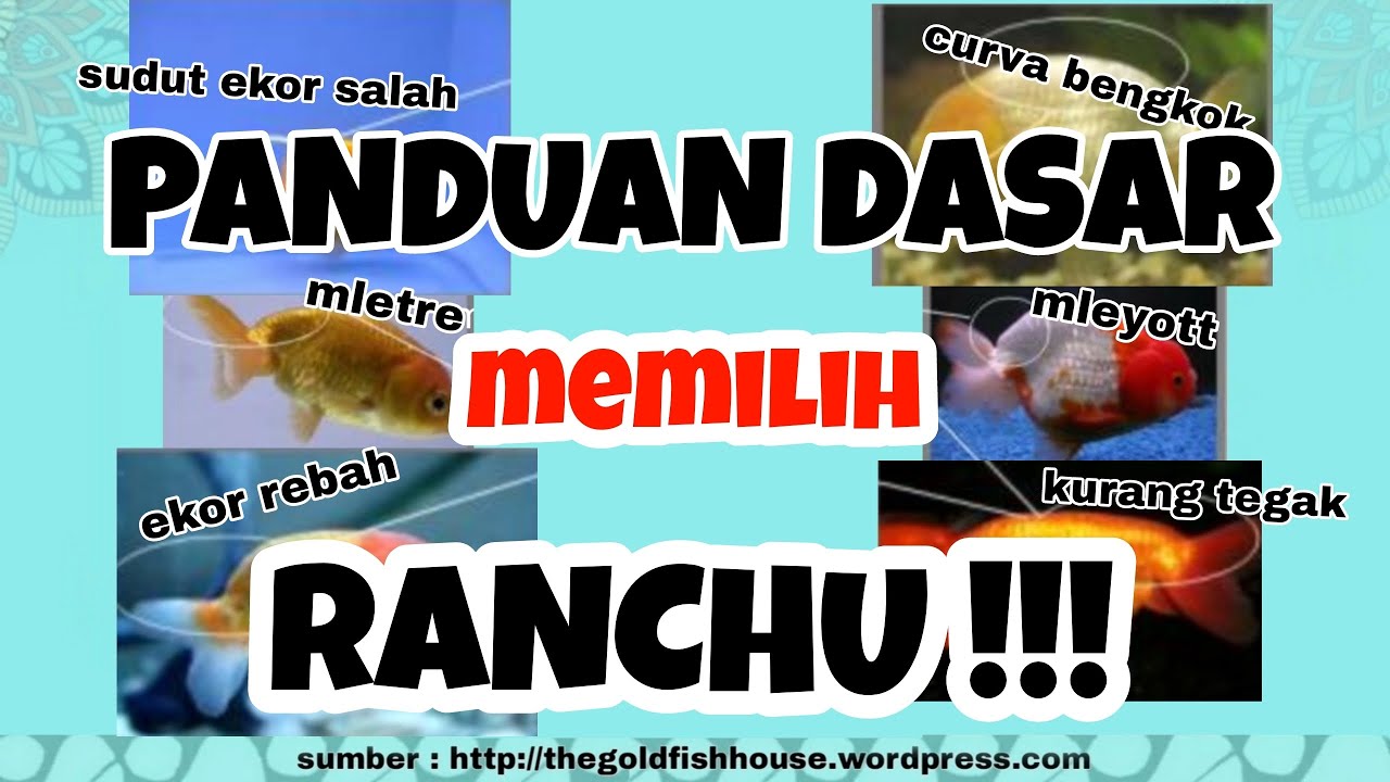 Panduan dasar memilih ikan mas koki ranchu
