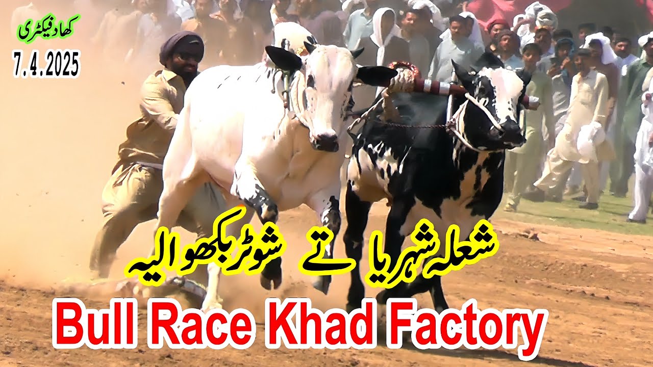 Khad Factory Bull Race (Part 1) 7.4.2025 | @Qazejee