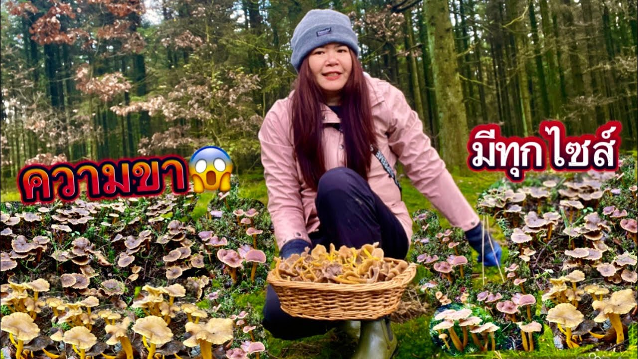 คลิปนี้เก็บเห็ดดำขาส้ม/ขาเหลืองแบบฟินมากเพราะมีทุกไซส์ทุกรุ่น สะออนความสูงยาวเข่าดีของเห็ด16/11/2023