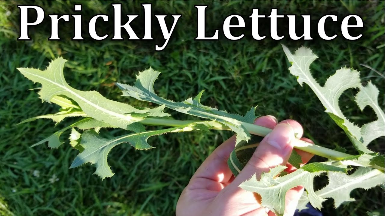 Как распознать колючий салат (Lactuca serriola)
