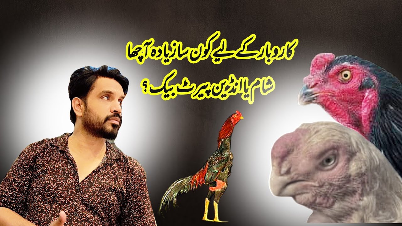 Shamo or Indian parrot Beak Which profit is spared for business ?