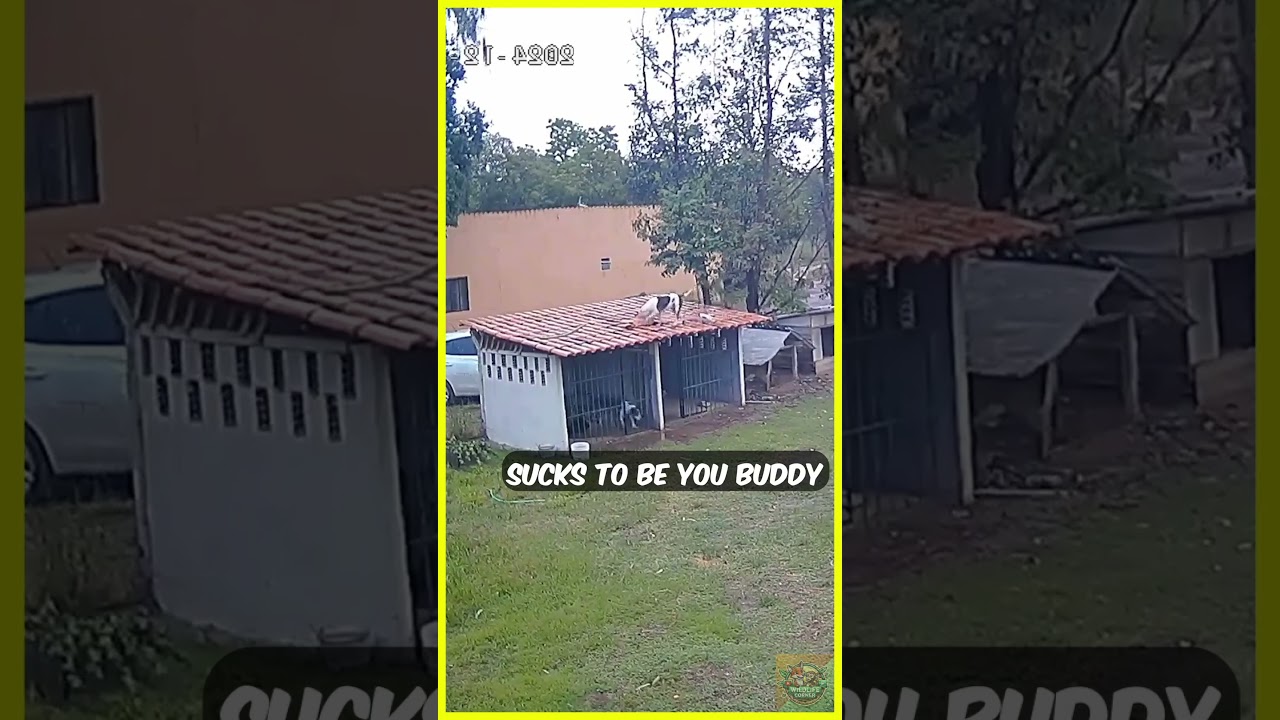 Smart Dog Escapes Like A Pro #dog #animals