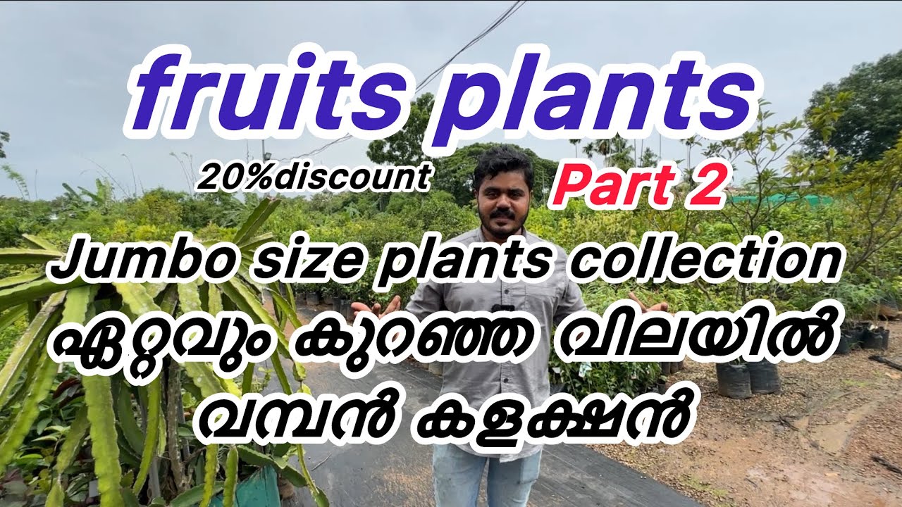 ഫലവൃക്ഷം മരങ്ങൾ ഏറ്റവും കുറഞ്ഞ വിലയിൽ പുതിയ കളക്ഷൻ!!!!!