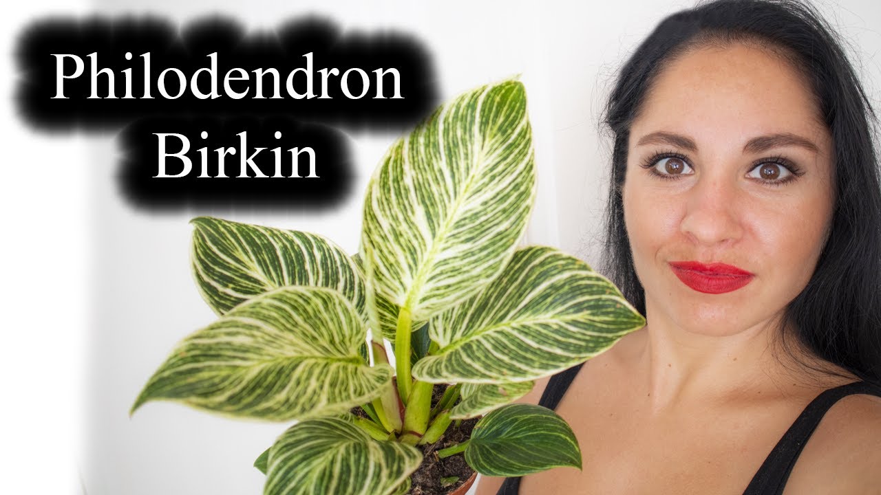 PHILODENDRON BIRKIN | Care Tips | Rare Plant |