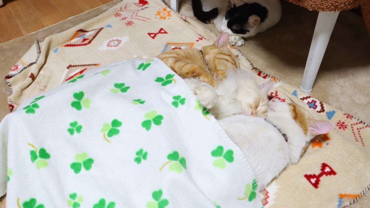 もふおとねんね 　221031
