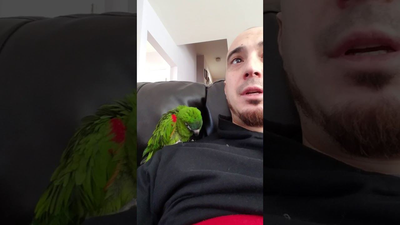 Talking Hahns Macaw enjoying some out of the cage time!!!