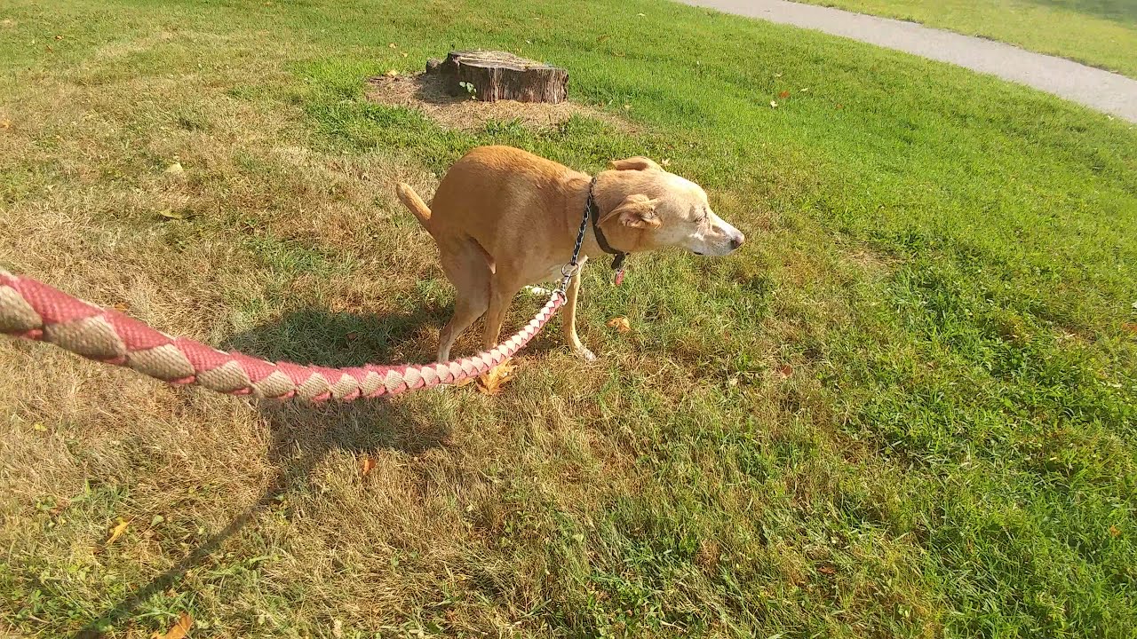 Bear takes 3 poops on walk Day 146