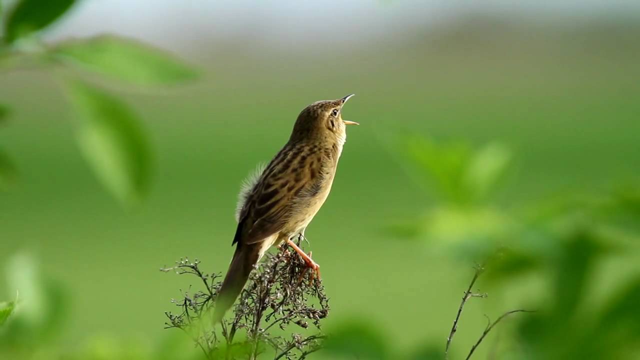 Feldschwirl - Grasshopper Warbler