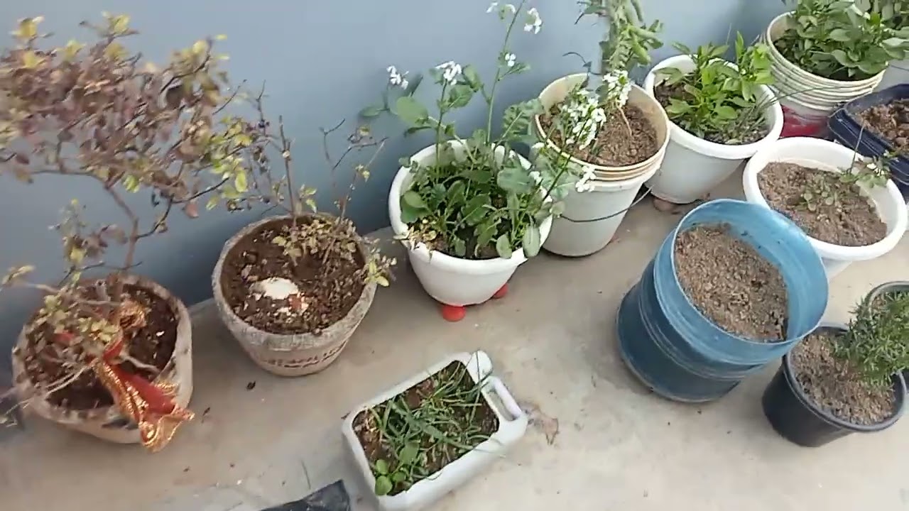 Garden tour: Kitchen edition. Small space, big harvest. My little herb garden #Kitchen garden 