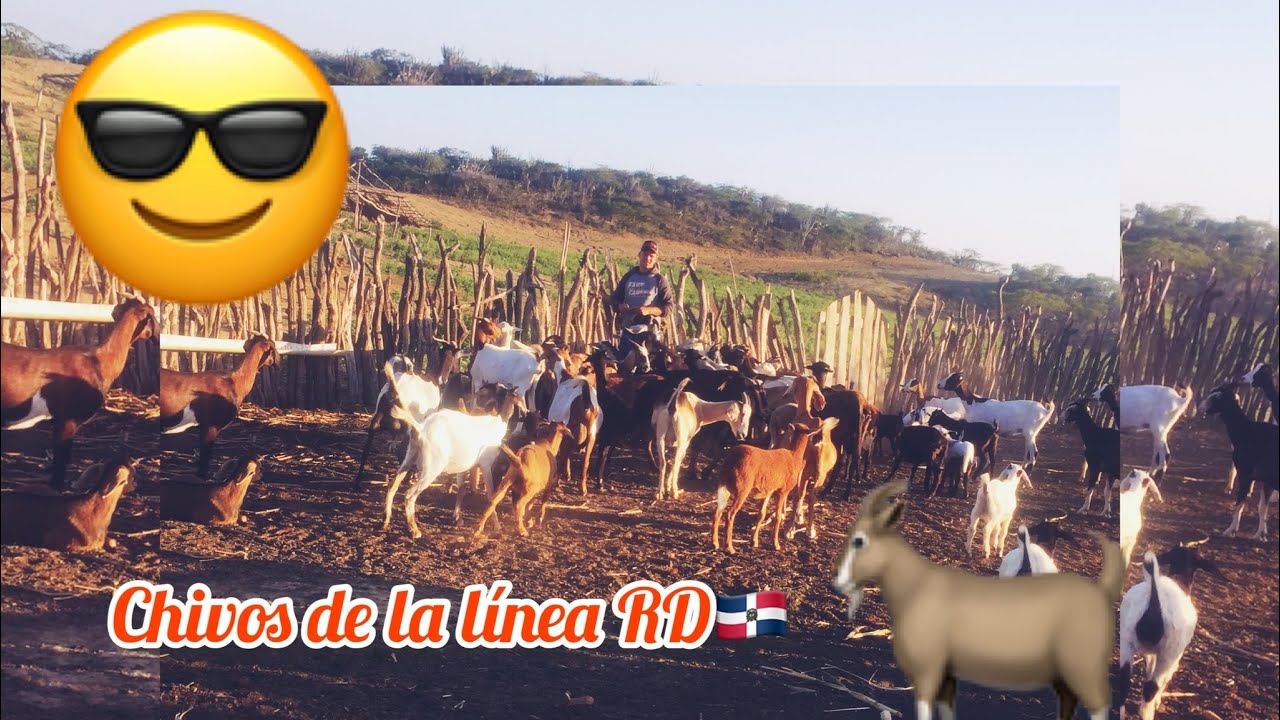 Recorrido por mi zona, muestro los chiqueros que hay  y pasamos una tarde con Yelfri Peguero.