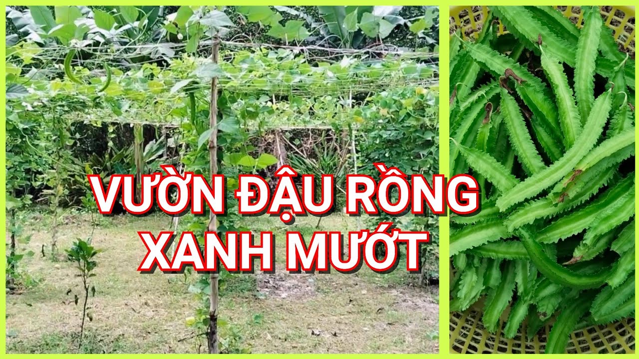 #47_ ĐẬU RỒNG NHÀ TRỒNG XANH MƯỚT MƯỜN MƯỢT 