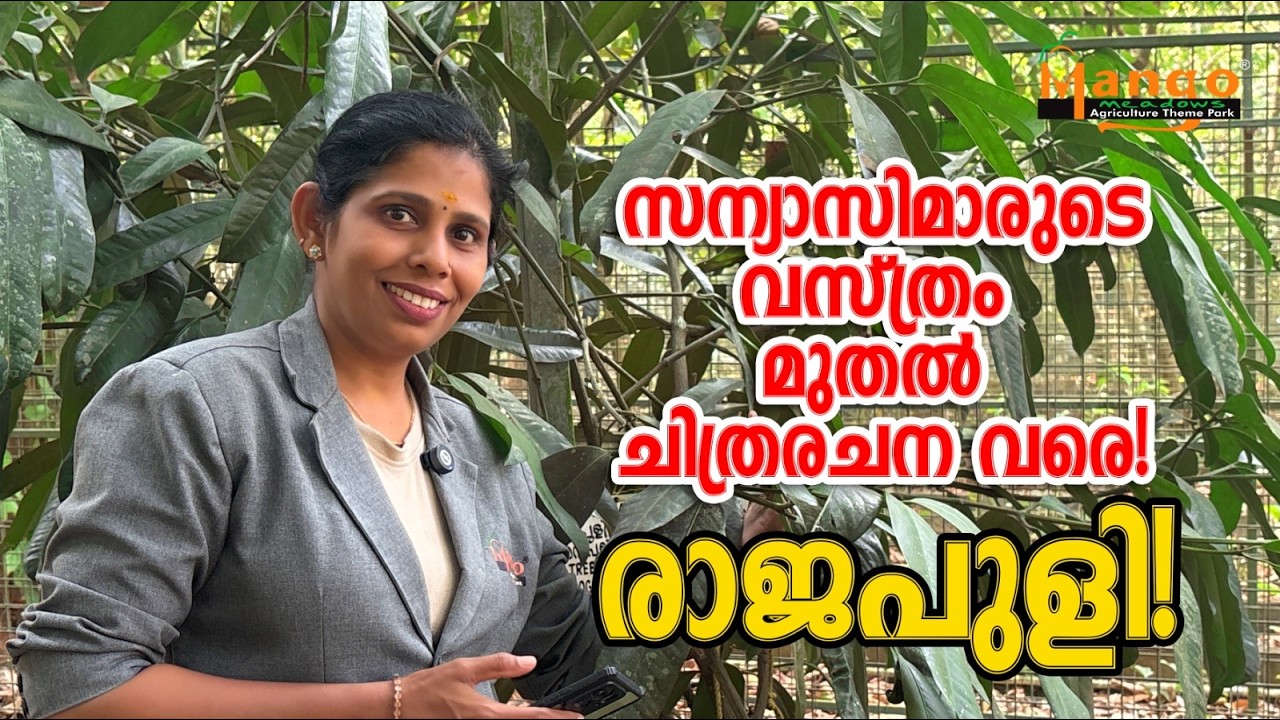 ഈ മരത്തിന്റെ കറയ്ക്ക് സ്വർണ്ണത്തേക്കാൾ വിലയുണ്ടോ?#GarciniaXanthochymus #rareplants #mangomeadows