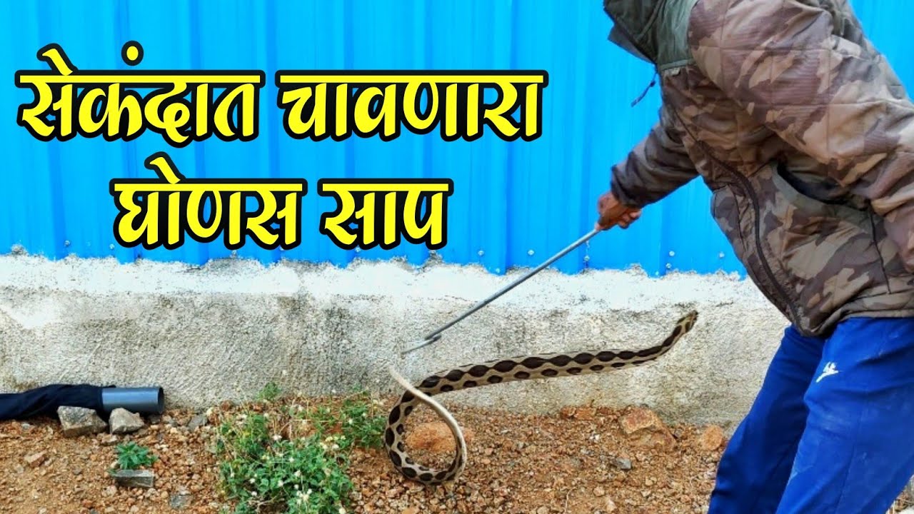 सेंकदामध्ये चावतो हा साप Russell,s viper snake rescue operation from pune nagar road