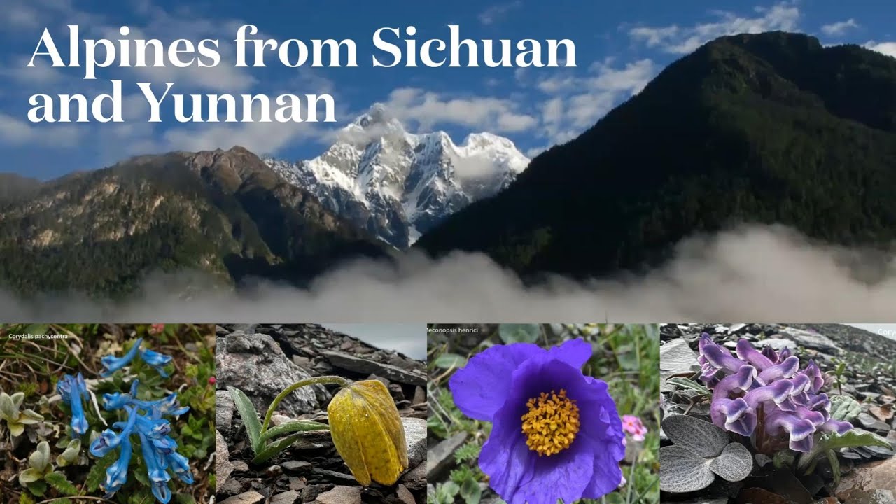 Alpines from Sichuan and Yunnan - John Mitchell