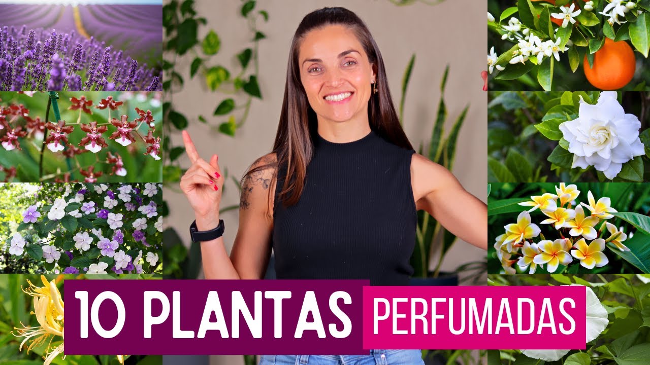 10 Plantas Perfumadas que Você Precisa Ter
