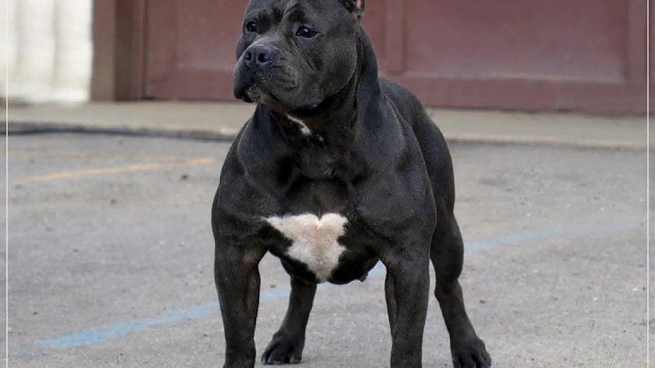 Comparing the American Bully and the Olde English Bulldogge