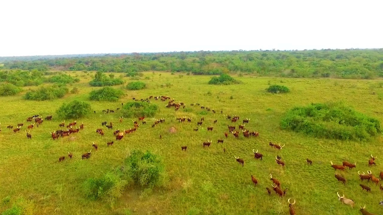 Ente za’nkole (Ankole  cows 🐄  🐄 )