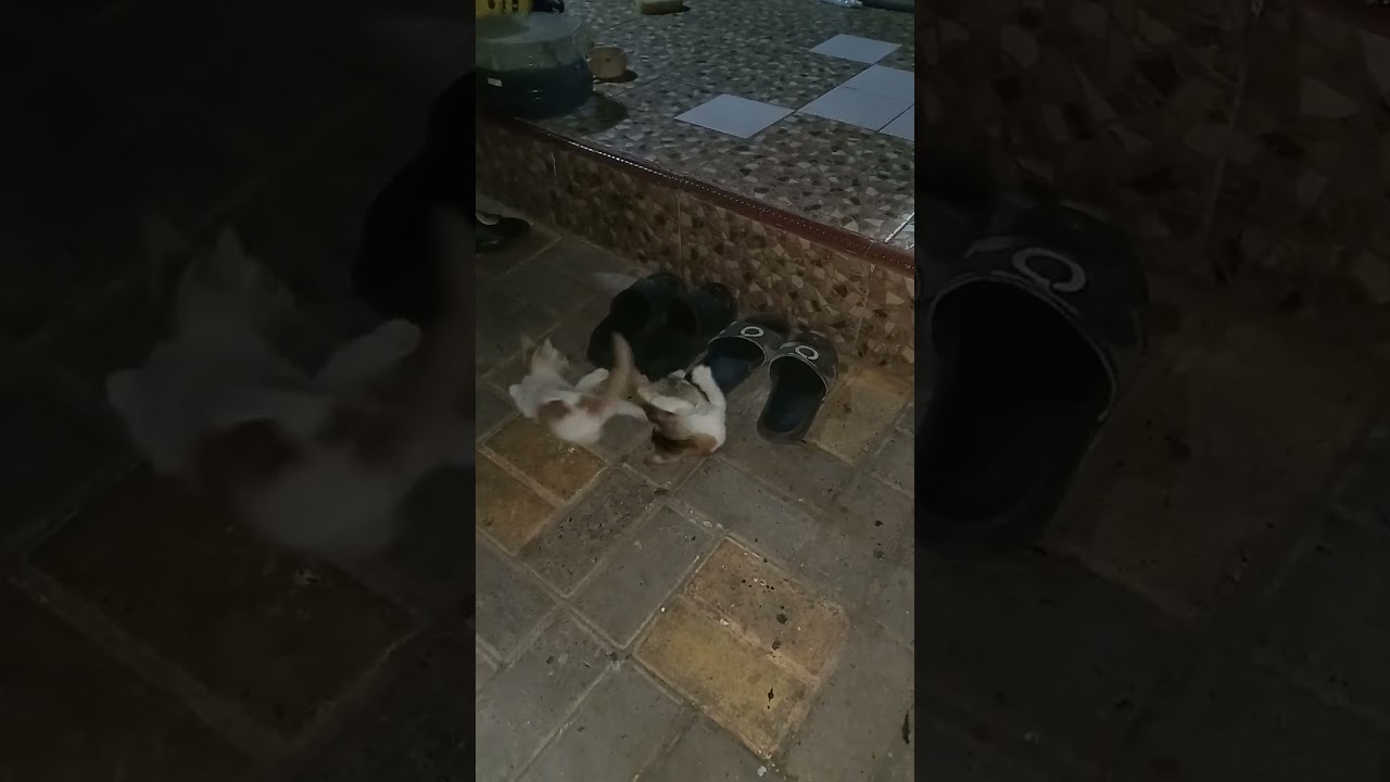 tiga serangkai,malam malam menghambur susunan sandal🤦‍♂️