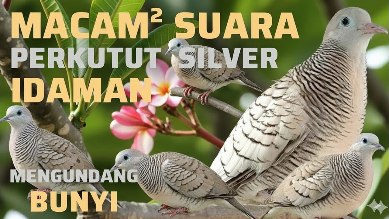 10 Macam JENIS SUARA PERKUTUT SILVER MAJAPAHIT GACOR‼️Menurut Bolo Mana Yang Paling Bagus❓#perkutut 