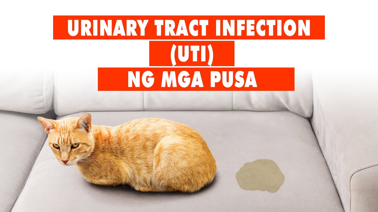 [EP 21] URINARY TRACT INFECTION IN CATS | UTI SA MGA PUSA