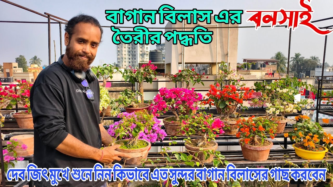 বোগেনভিলিয়া গাছের বনসাই তৈরীর পদ্ধতি দেবজিৎ এর থেকে জেনে নিন / Bougainville plant care tips 