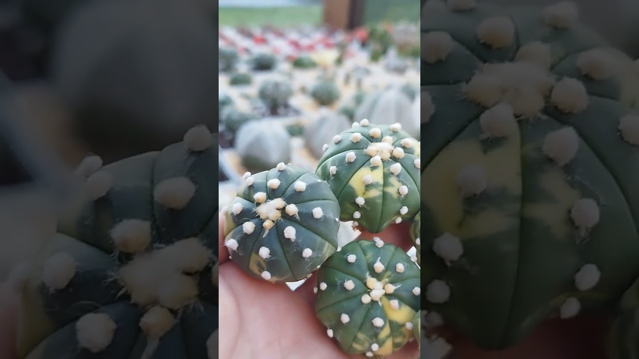 Um mais lindo que o outro n&atilde;o &eacute;? Cactos asterias variegatas #cactos #cactosraros