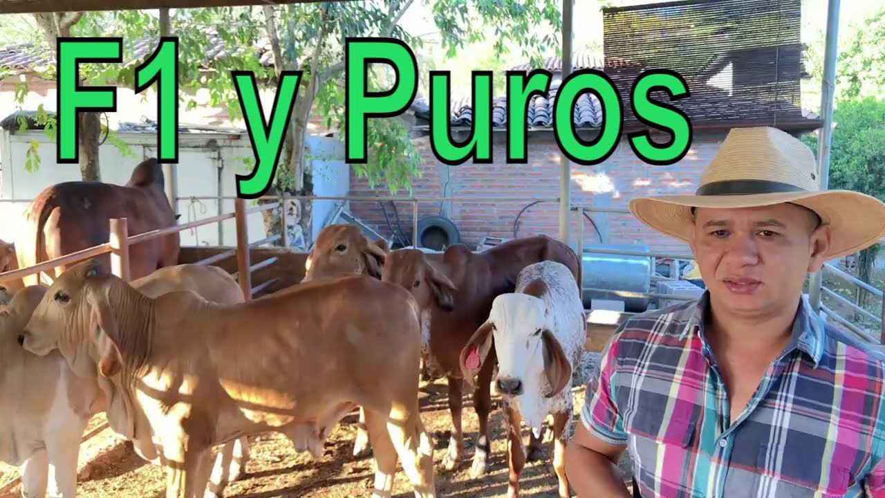 Terneros F1 y puros en venta Corral GS part 2 - El Salvador en el campo
