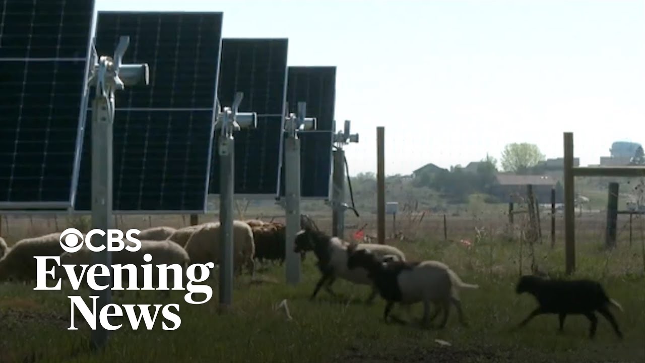 Sheep do some lamb-scaping on solar panel farms, nearly eliminating mowing