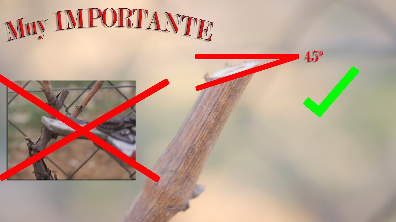 Cómo Podar la Vid en Espaldera 🍇 | Mejora Tu Cosecha con Estos Consejos Expertos 🌿