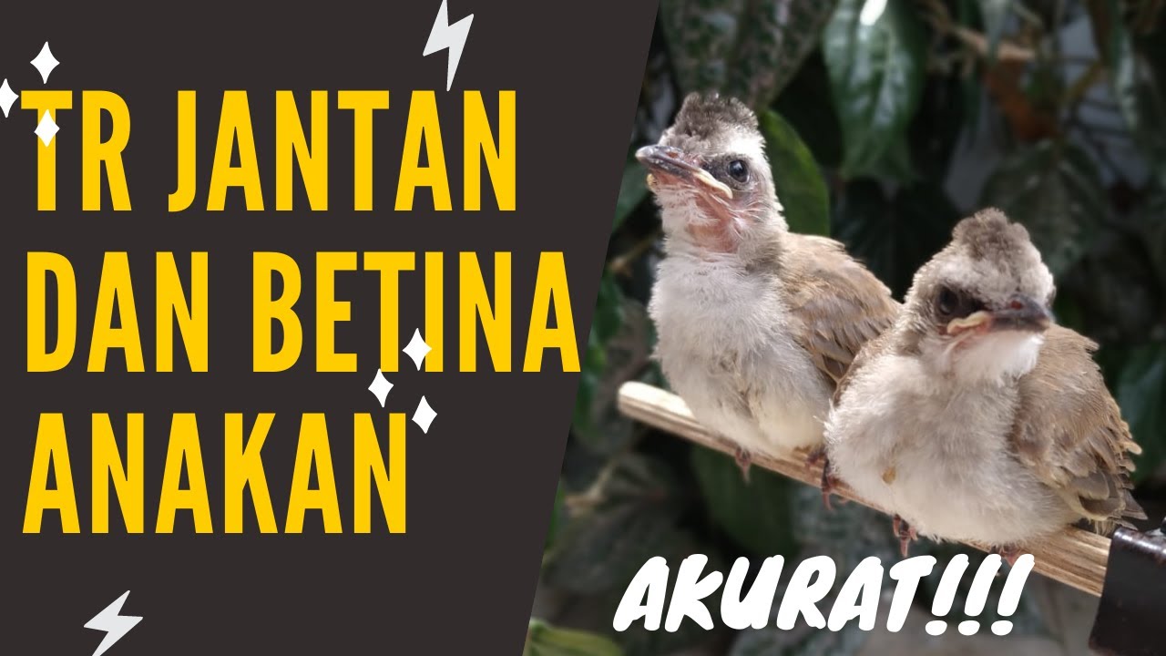 6 CIRI TRUCUK JANTAN DAN BETINA YANG MASIH ANAKAN UMUR 2 MINGGU