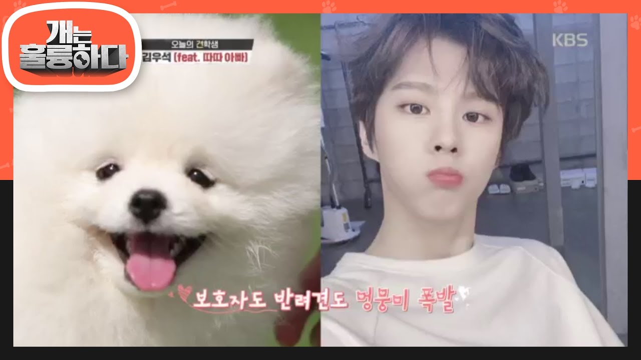 오늘의 견학생? 만능 아이돌 김우석 ! (ft. 따따아빠) [개는 훌륭하다/Dogs Are Incredible] 20200601