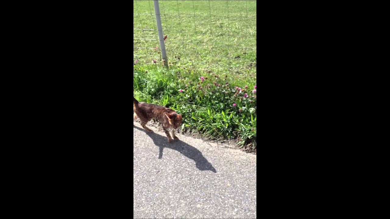 Bella denkt sie sei ein Hund